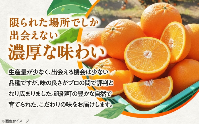 柑橘 蜜柑 みかん ミカン みかんジュース とべ農六柑 5kg 小玉 愛媛 贈答