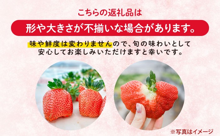 かおりの いちご 3kg