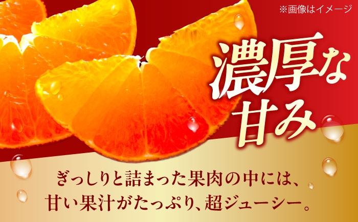 柑橘 蜜柑 みかん ミカン 紅まどんな 甘い 箱 1箱 愛媛 贈答 贈答用