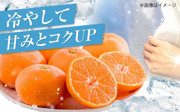 冷やしてさらにおいしく！暑い季節に楽しめるハウスみかん！