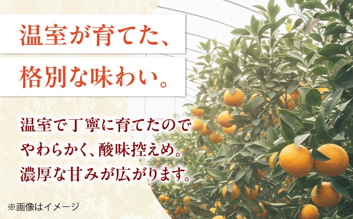 冷やしてさらにおいしく！暑い季節に楽しめるハウスみかん！