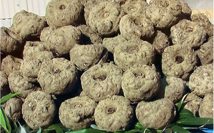 生芋こんにゃく 詰め合わせ 手作り 昔ながら こんにゃく 蒟蒻 コンニャク