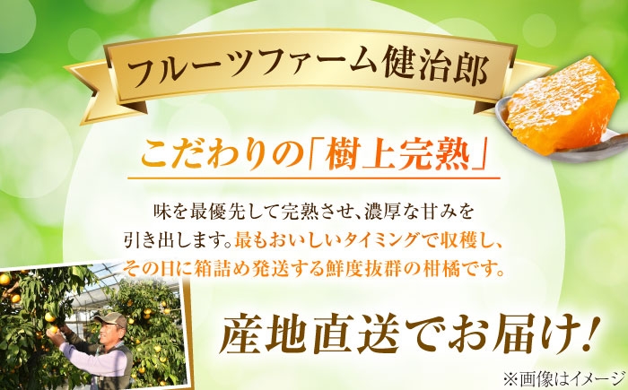 柑橘 蜜柑 みかん ミカン せとか 訳あり 訳アリ 3kg 小玉 愛媛