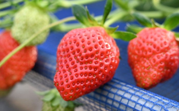 かおりの いちご 3kg