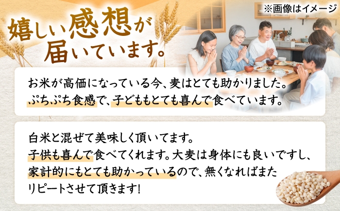  長崎県産 丸麦 20kg  麦 むぎ 雑穀 雑穀米 麦ごはん 麦みそ 麦味噌 食物繊維