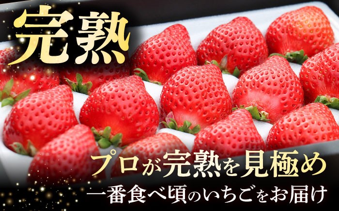 あまおう いちご 苺 イチゴ 特上 ギフト プレゼント 贈答用 贈り物 お祝い フルーツ 高級いちご 人気  国産 おすすめ