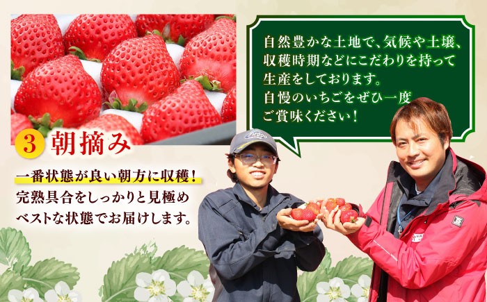 あまおう いちご 苺 イチゴ 特上 ギフト プレゼント 贈答用 贈り物 お祝い フルーツ 高級いちご 人気  国産 おすすめ