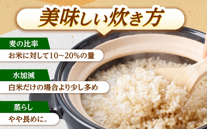  長崎県産 丸麦 20kg  麦 むぎ 雑穀 雑穀米 麦ごはん 麦みそ 麦味噌 食物繊維