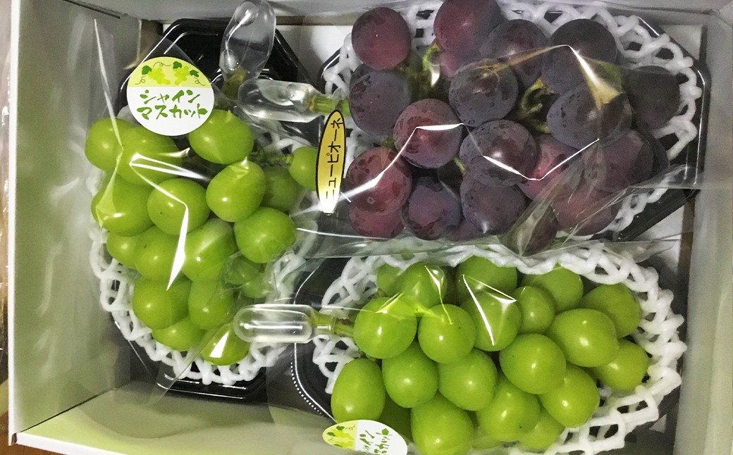 ぶどう食べ比べセット！ シャインマスカット2房、葡萄1房 計3房