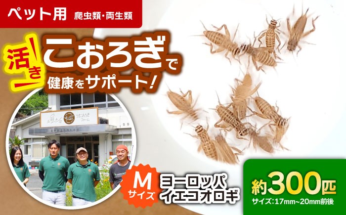 コオロギ 生餌 こおろぎ ペット用 爬虫類 エサ 餌 内子町コオロギ ペット 活き 昆虫 ヨーロッパイエコオロギ 愛媛 国産