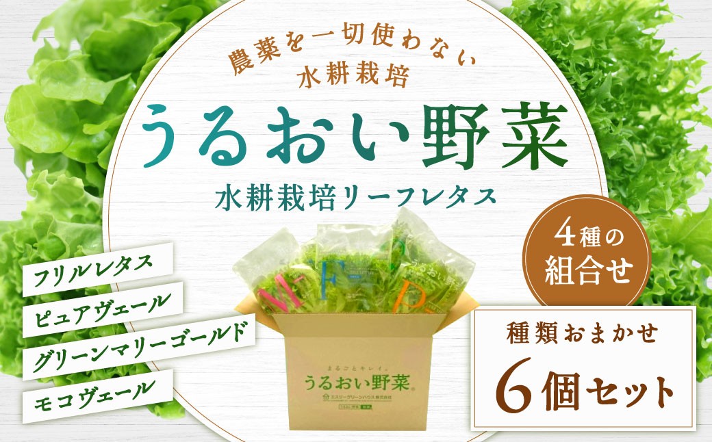 水耕栽培 リーフレタス「うるおい野菜」6個セット