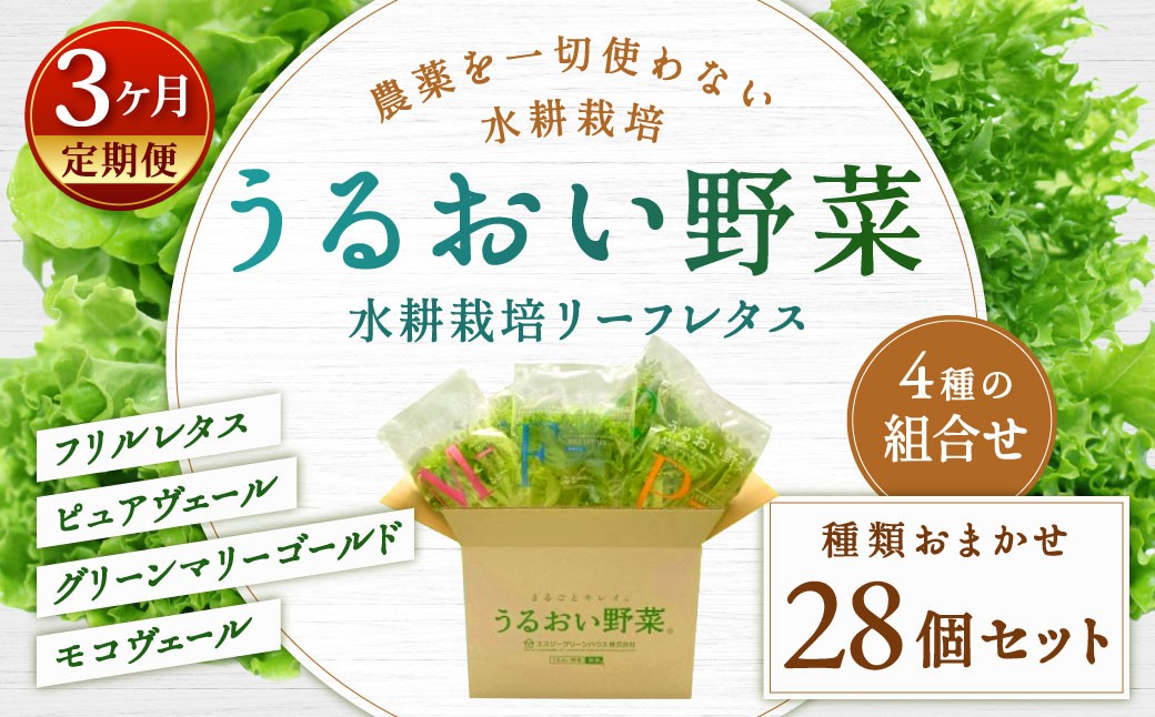 【定期1ヶ月毎3回】水耕栽培 リーフレタス「うるおい野菜」28個セット