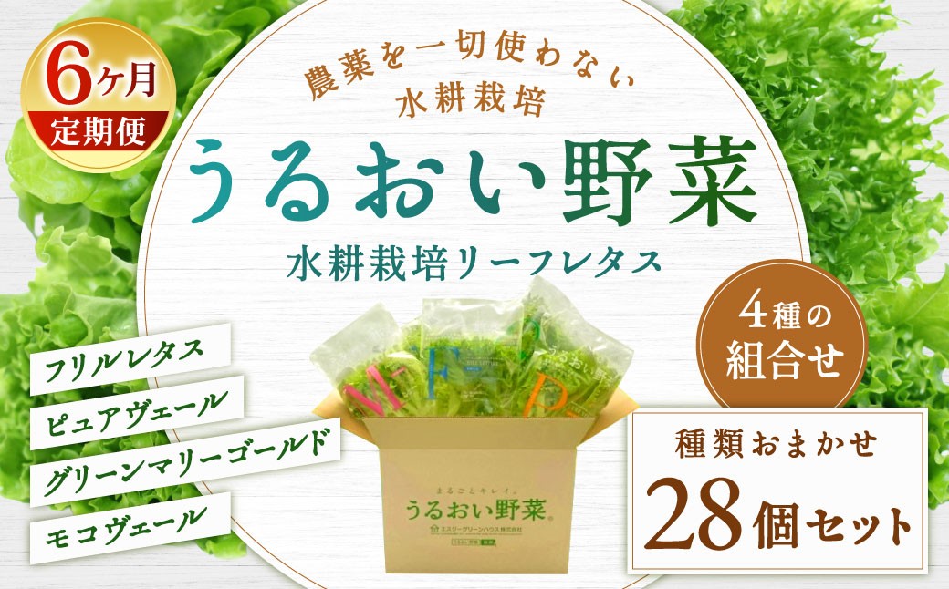 【定期1ヶ月毎6回】水耕栽培リーフレタス「うるおい野菜」28個セット