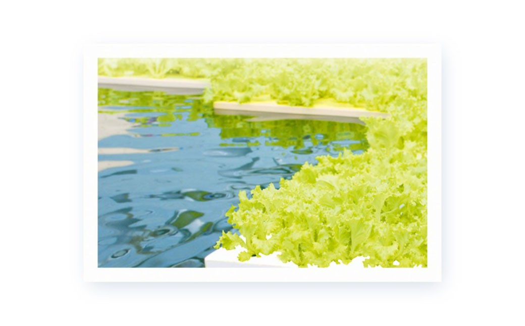 水耕栽培 リーフレタス「うるおい野菜」28個セット