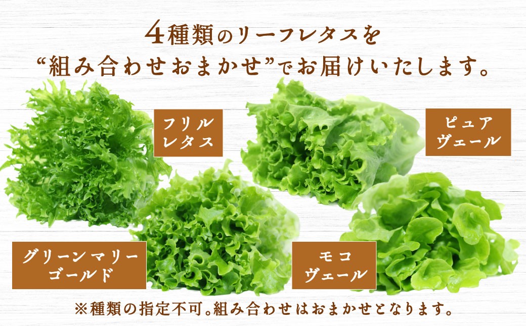 【定期1ヶ月毎3回】水耕栽培 リーフレタス「うるおい野菜」6個セット