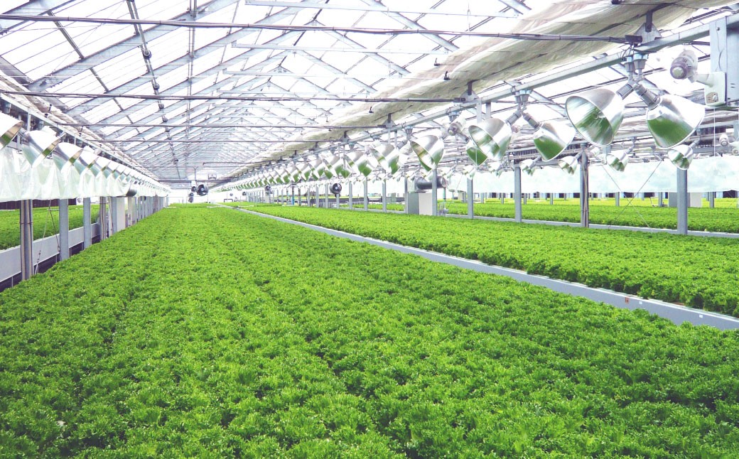 水耕栽培 リーフレタス「うるおい野菜」28個セット