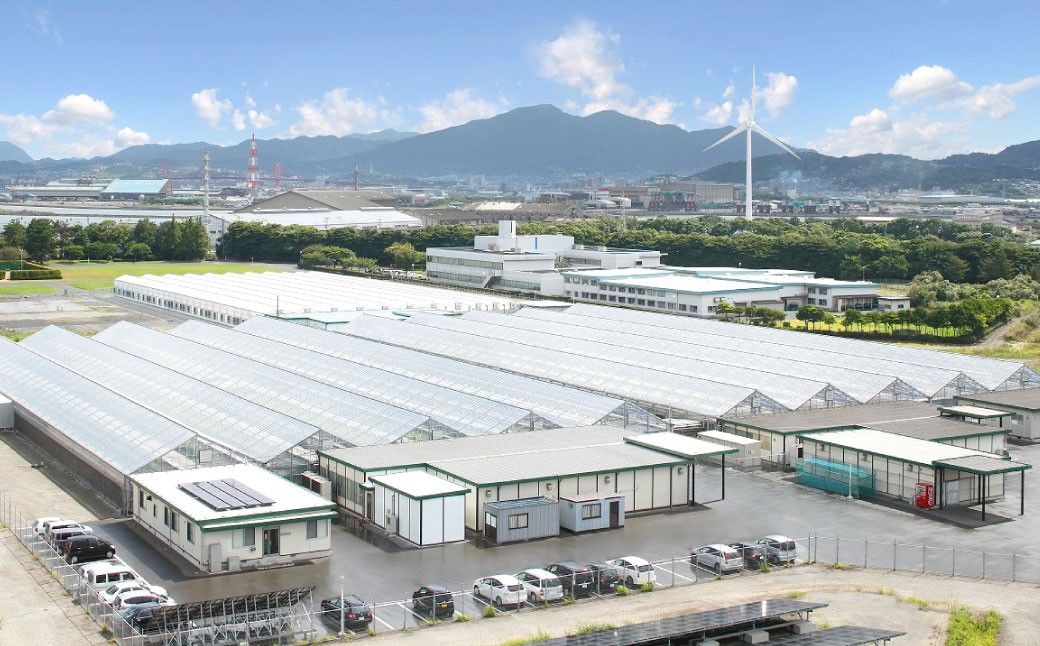 【定期1ヶ月毎3回】水耕栽培 リーフレタス「うるおい野菜」6個セット