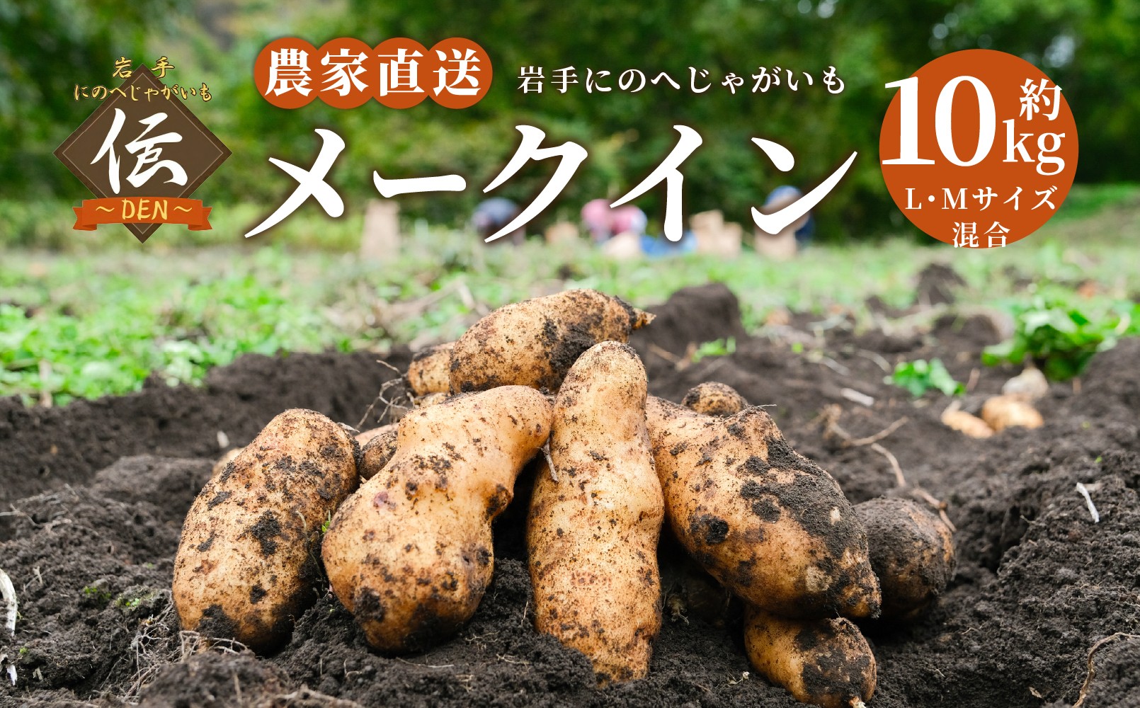 【厳選品】岩手にのへじゃがいも「伝」メークイン (L・Mサイズ) 10kg