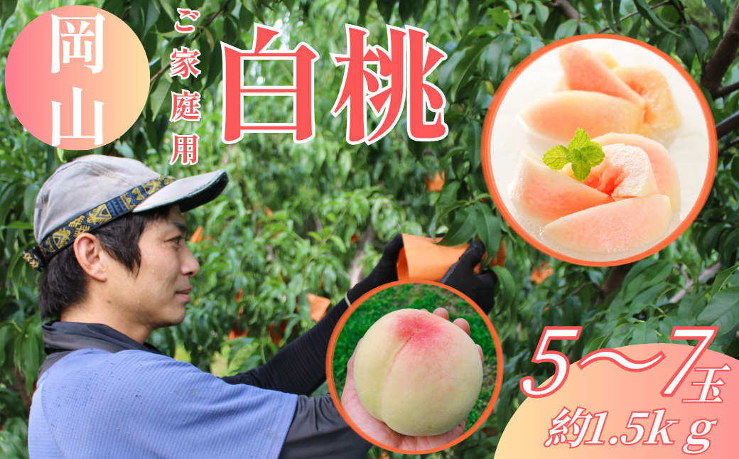 【ご家庭用】 岡山白桃 5～7玉（約1.5kg以上）