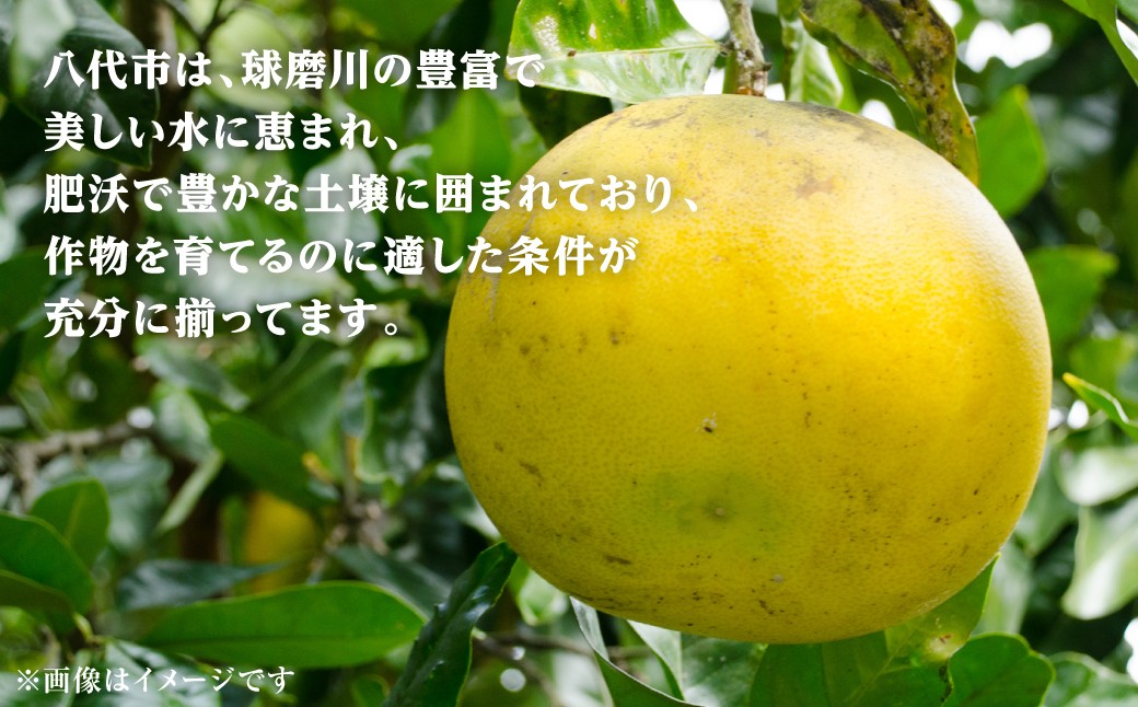 八代市は、作物を育てるのに適した条件が充分に揃ってます。