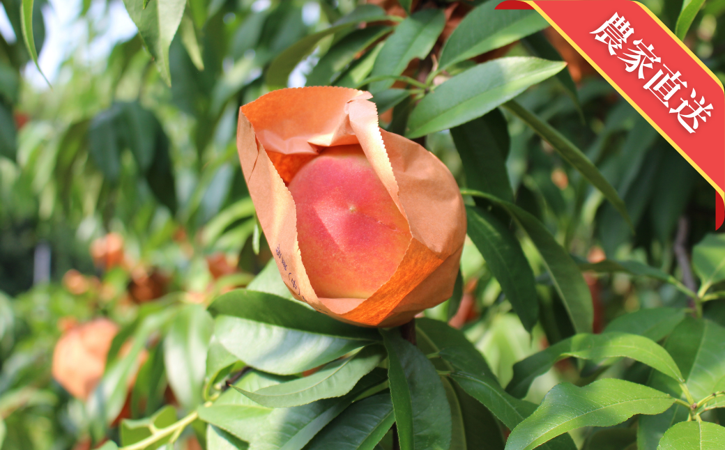 【ご家庭用】 岡山白桃 5～7玉（約1.5kg以上）