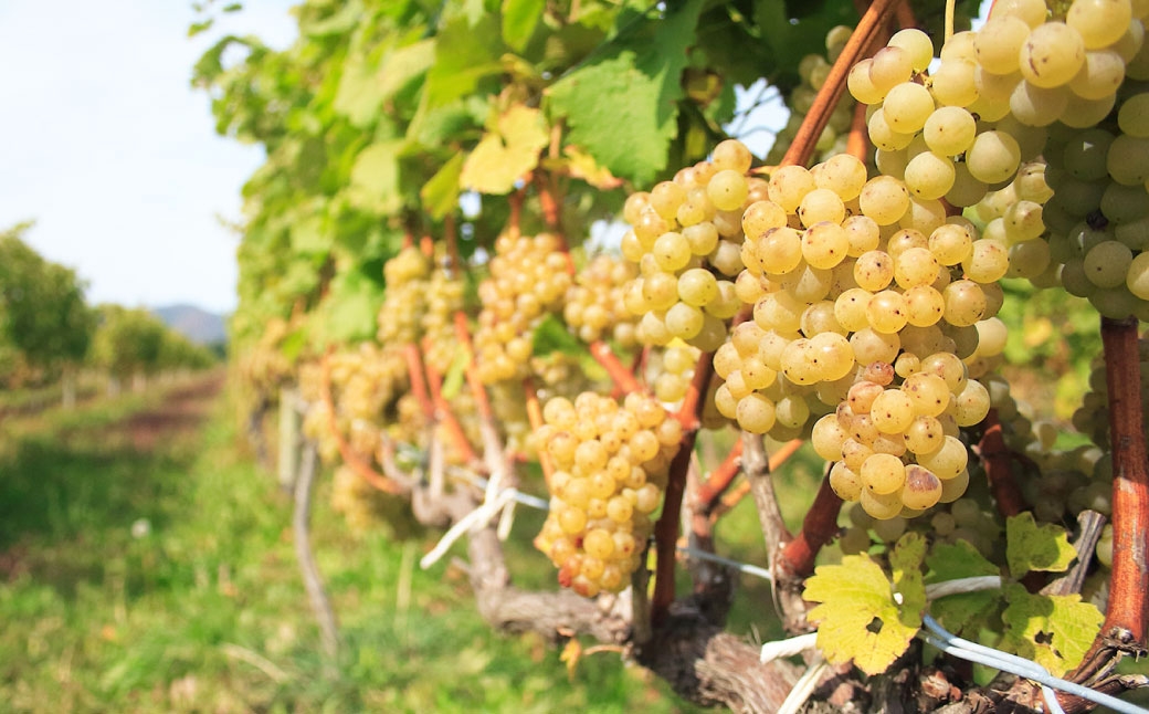 鶴沼収穫ワインミュスカ白ワイン3本セット