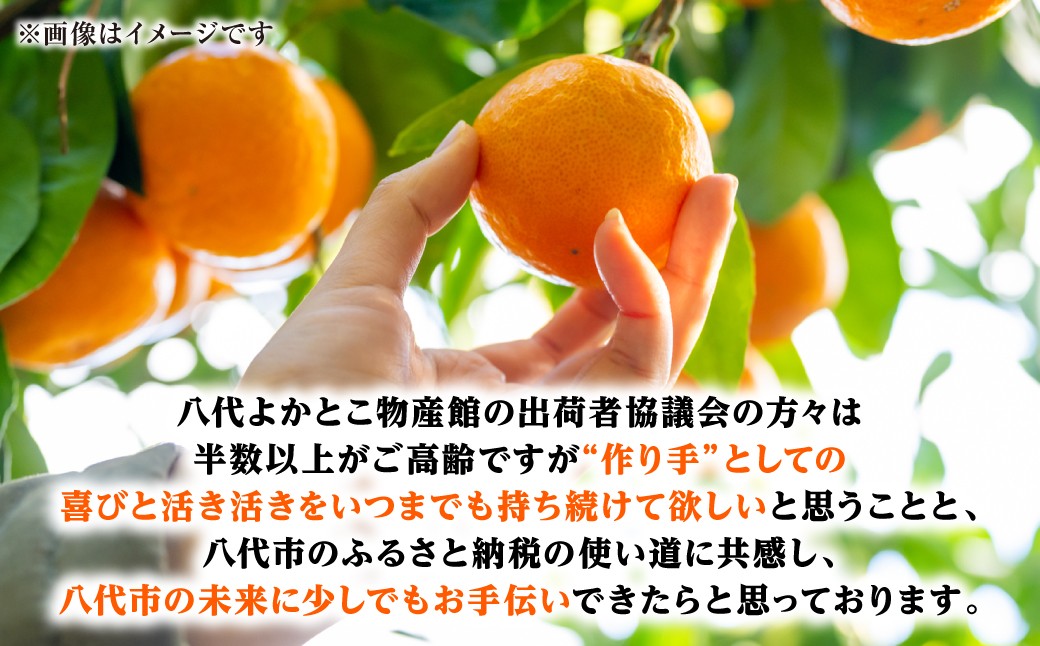 熊本県八代市のみかんを是非ご賞味ください！