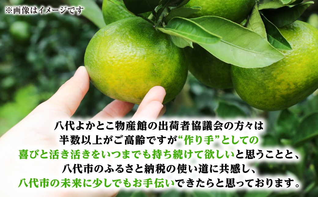 熊本県八代市のスイートスプリングを是非ご賞味ください！