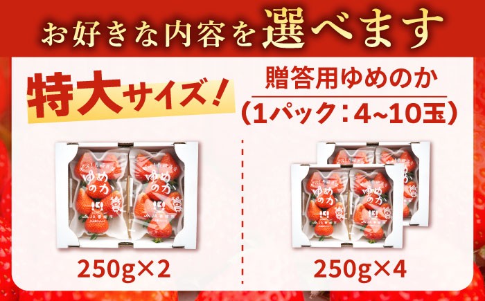  まとめ買い 人気 ギフト 食材 いちご イチゴ 苺  食べ比べ 果物 フルーツ