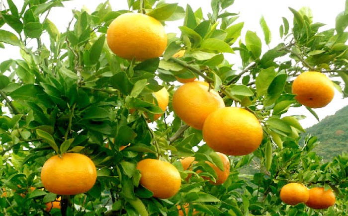 柑橘 果物 フルーツ みかん ミカン ご家庭用 長与町 長崎県 国産 九州 産地直送 旬 甘い 濃厚 希少