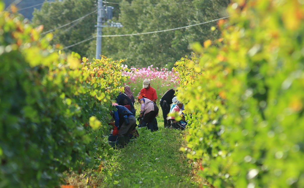 鶴沼収穫ワイン3本セット