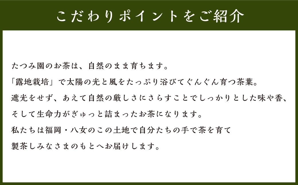 八女茶たつみ園白折