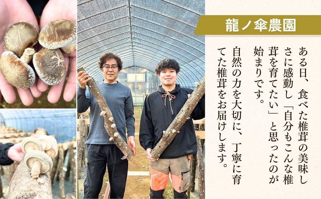 しいたけ シイタケ 乾しいたけ 干ししいたけ 干し椎茸 干しシイタケ 100g 龍ノ傘 国産 乾燥椎茸