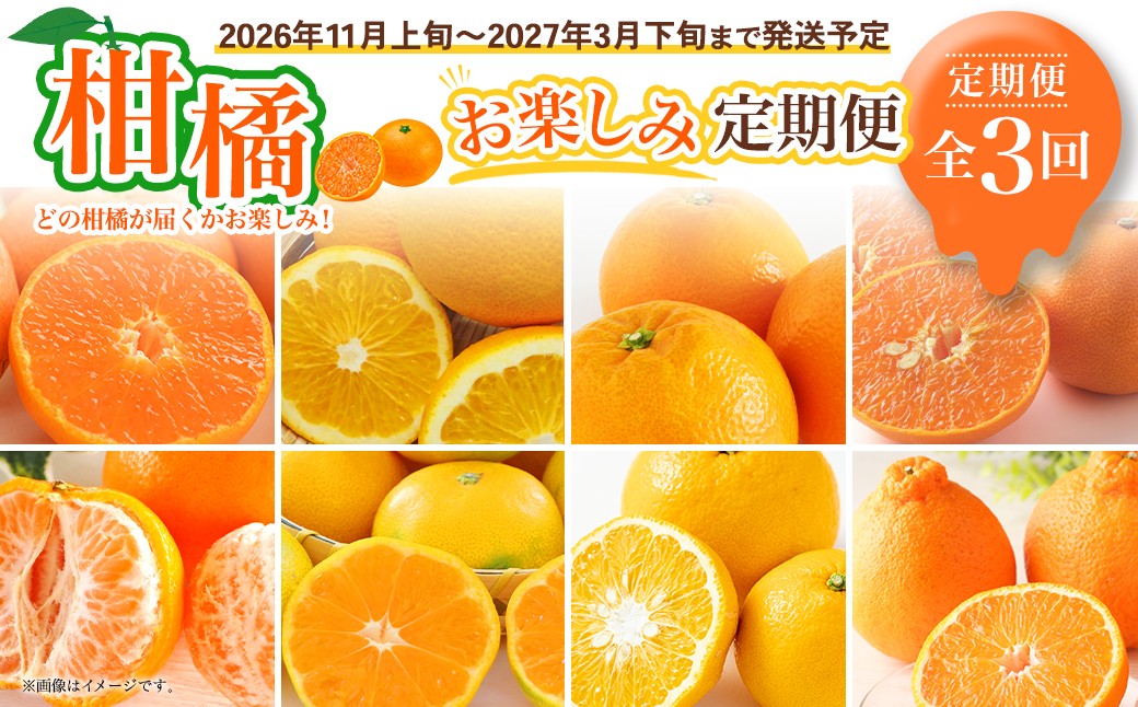 【全3回定期便】春冬限定 柑橘 お楽しみ定期便