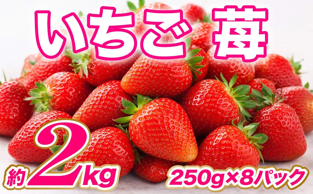 いちご 約2kg（約250g×8パック）