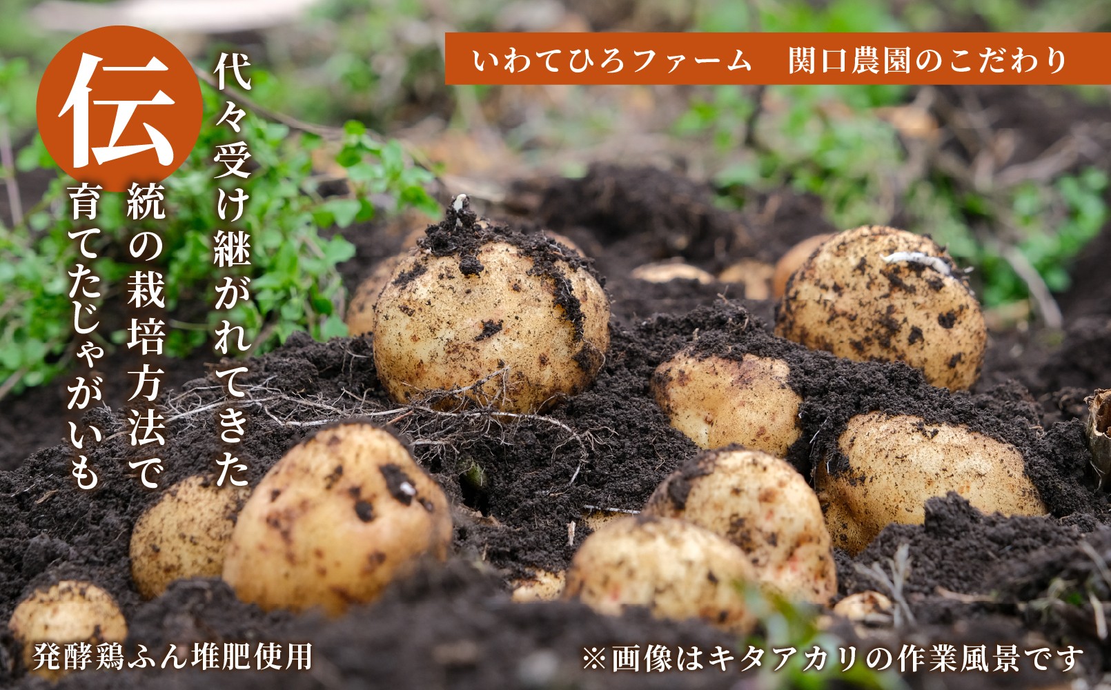 【厳選品】岩手にのへじゃがいも「伝」メークイン (L・Mサイズ) 10kg