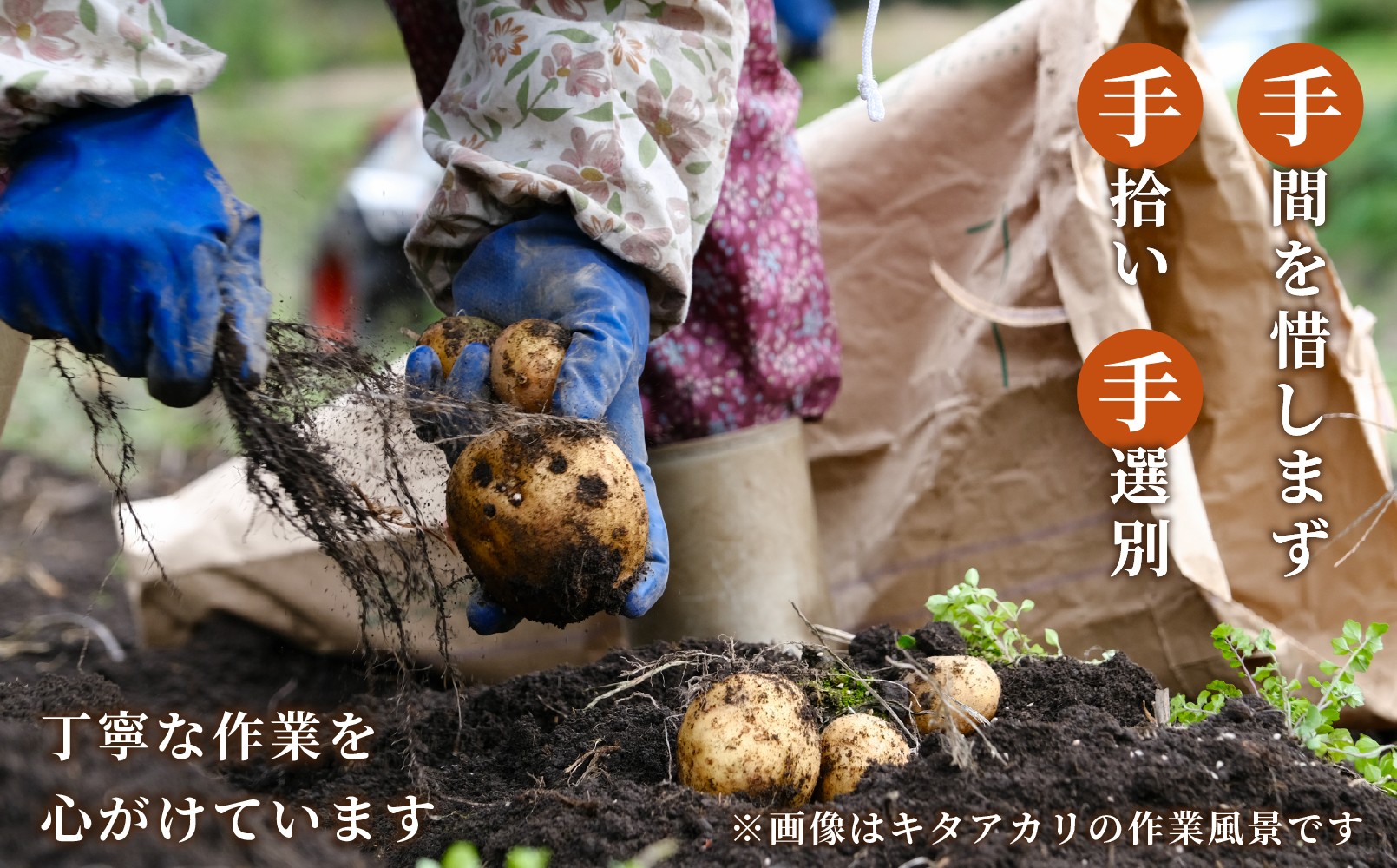 【厳選品】岩手にのへじゃがいも「伝」メークイン (L・Mサイズ) 10kg