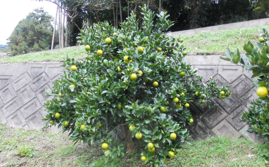 生搾りゆうこう果汁100％ ／ 飲料 調味料 果汁 ジュース 果物 フルーツ 柑橘 