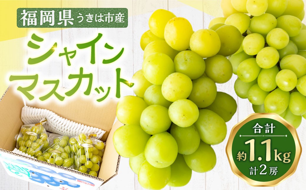 シャインマスカット 2房 （約1.1kg）