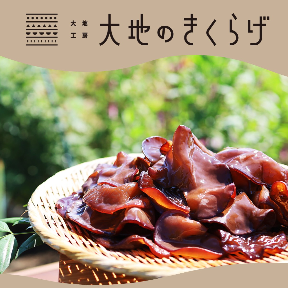 きくらげ キクラゲ 木耳 乾燥きくらげ 大地のきくらげ 国産きくらげ 生きくらげ