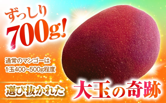 マンゴー まんごー 芒果 Mango mango フルーツ ふるーつ Fruit 果物 果実 くだもの 完熟 沖縄県産 沖縄産