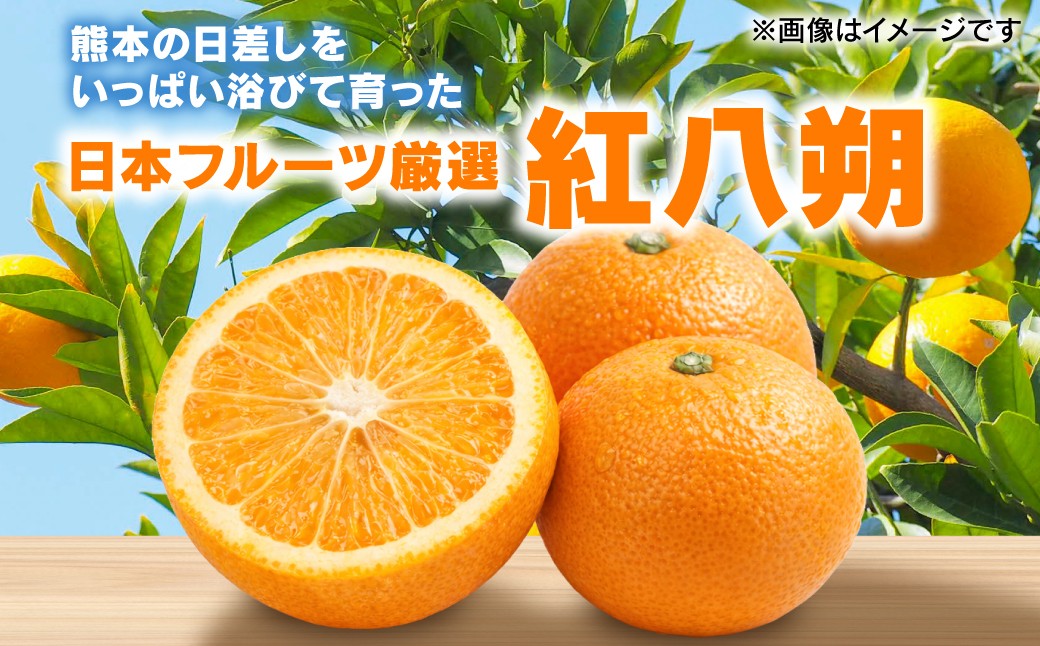 熊本の日差しをいっぱい浴びて育った紅八朔