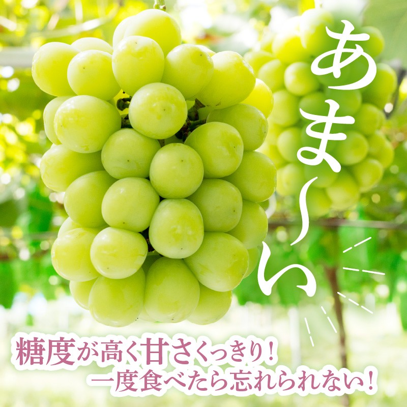 写真はイメージです