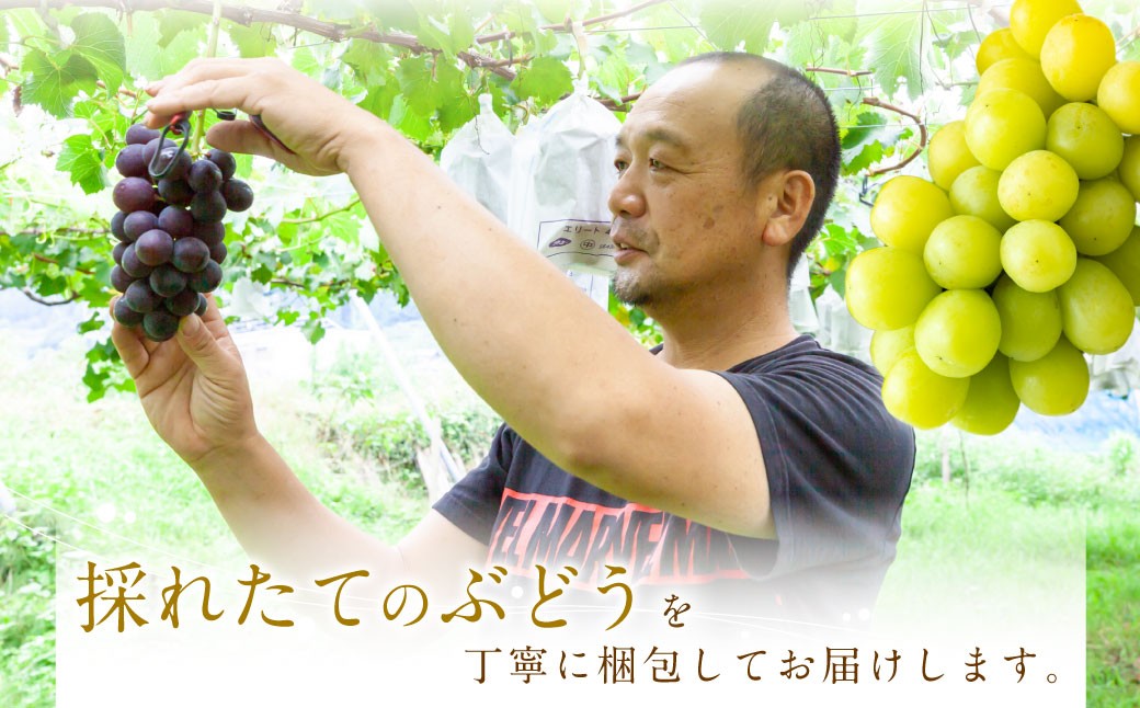 シャインマスカット 2房 （約1.1kg）