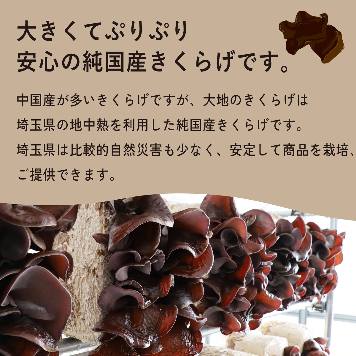 きくらげ キクラゲ 木耳 乾燥きくらげ 大地のきくらげ 国産きくらげ