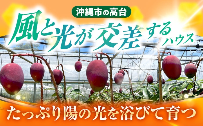 沖縄県産 完熟マンゴー 贈答用 2kg (3〜5玉) マンゴー 沖縄 果物 フルーツ ギフト まんごー 2kg Mango