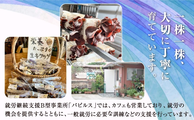 生きくらげ1.25kg (250g5袋) | 就労継続支援B型事業所パピルス | 沖縄県 宜野湾市 送料無料