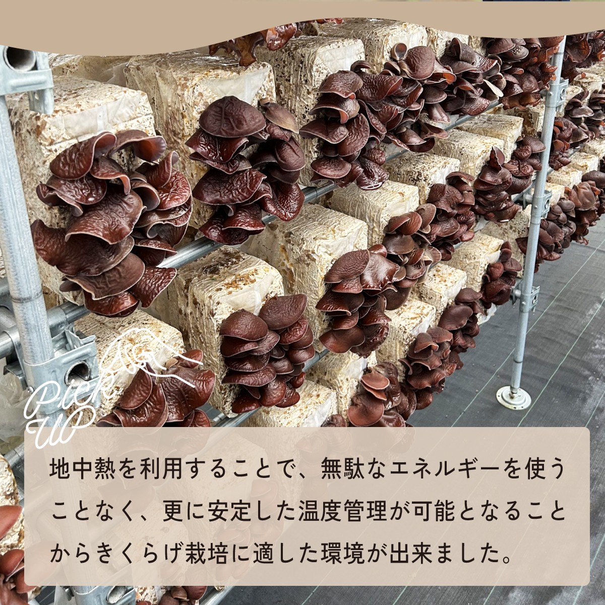 きくらげ キクラゲ 木耳 乾燥きくらげ 大地のきくらげ 国産きくらげ 生きくらげ