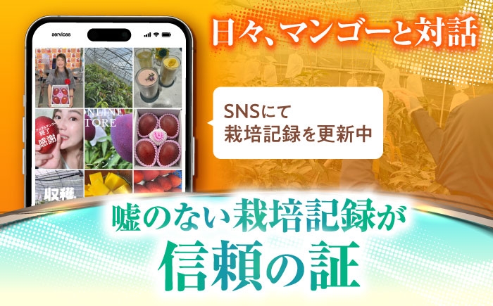 沖縄県産 完熟マンゴー 贈答用 2kg (3〜5玉) マンゴー 沖縄 果物 フルーツ ギフト まんごー 2kg Mango