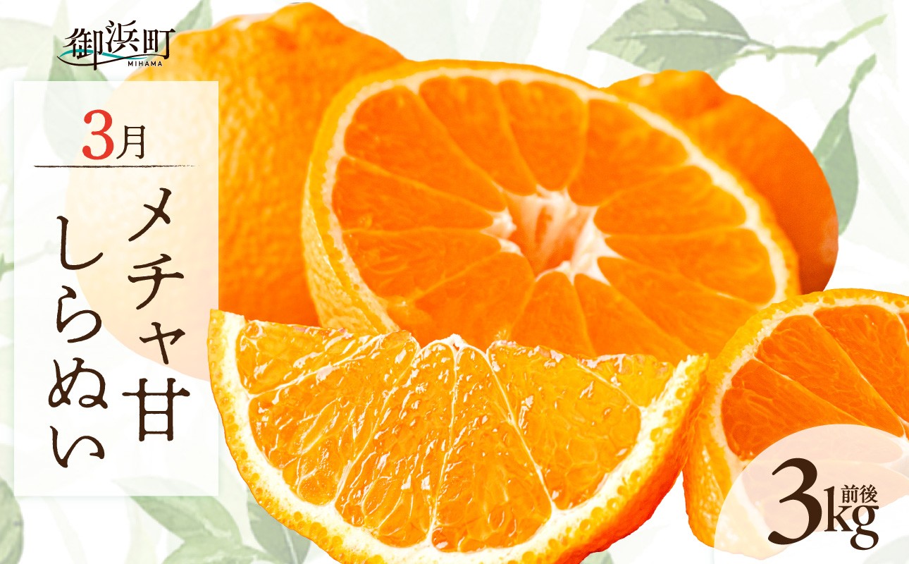 【2027年発送 先行予約品】